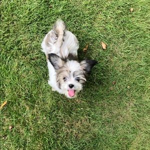 Meet your Posher, Cynthia